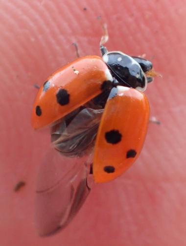 Hippodamia variegata